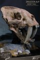 Smilodon Skull Fossil by Star Ace Sabre Tooth Tiger
