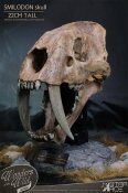 Smilodon Skull Fossil by Star Ace Sabre Tooth Tiger