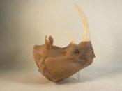 10,000 B.C. Silicone Rhinoceros Head Prop