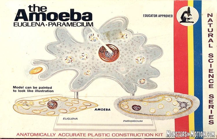 amoeba paramecium model plastic