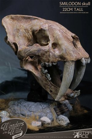 Smilodon Skull Fossil by Star Ace Sabre Tooth Tiger