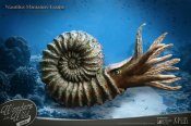 Nautilus Wonders of the Wild Series Miniature Frame w/ 1:1 Scale Replica (Normal Ver.)