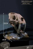 Smilodon Skull Fossil by Star Ace Sabre Tooth Tiger