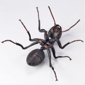 Revoltech Black Carpenter Ants Set Of 2 By Kaiyodo