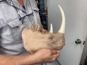 10,000 B.C. Silicone Rhinoceros Head Prop